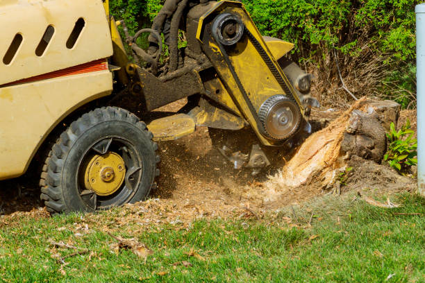 The Steps Involved in Our Tree Care Process in Streetsboro, OH